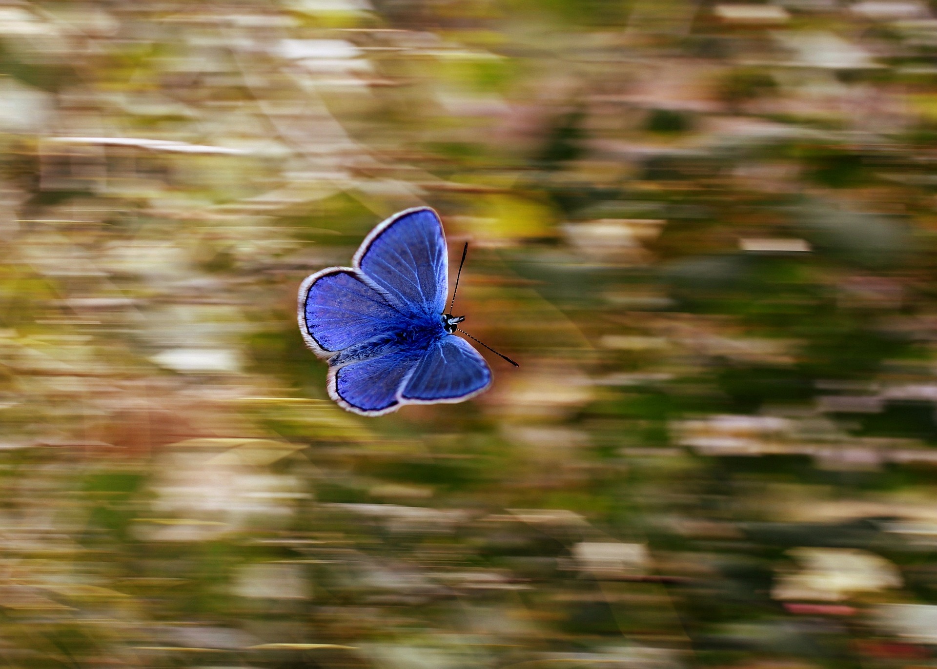 Wird Magirius kanonisch? Schmetterling von Adina Voicu